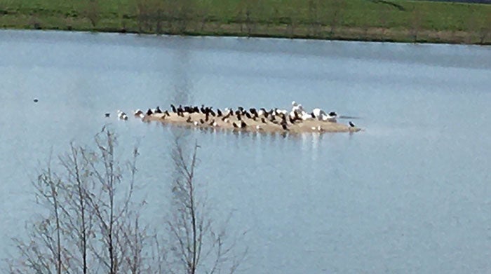Birds on small island in lake