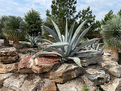 view at the Houston Botanic Garden