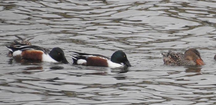 ducks birdwalk 3 2019_1