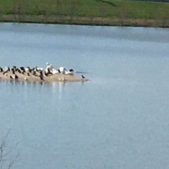 Birds on small island in lake